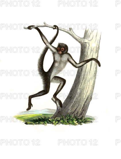White-fronted spider monkey or golden-fronted spider monkey