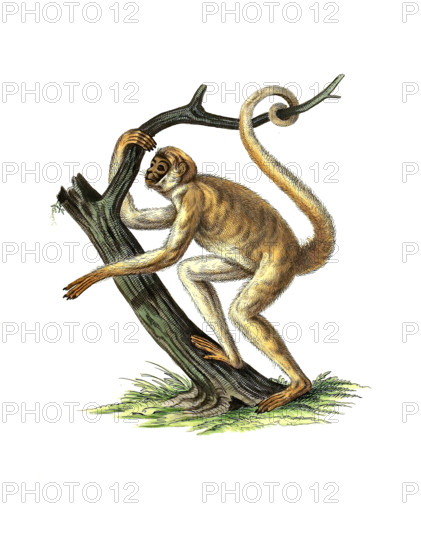 Southern spider monkey