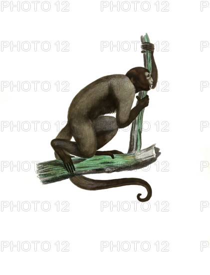 Grey Woolly Monkey