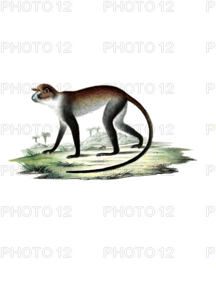White-throated monkey
