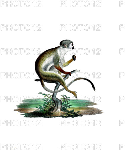 Squirrel monkey or squirrel monkey