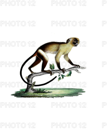 Black-tailed marmoset