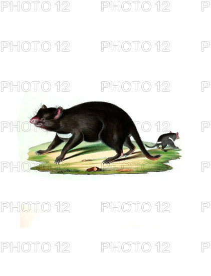 Tasmanian devil
