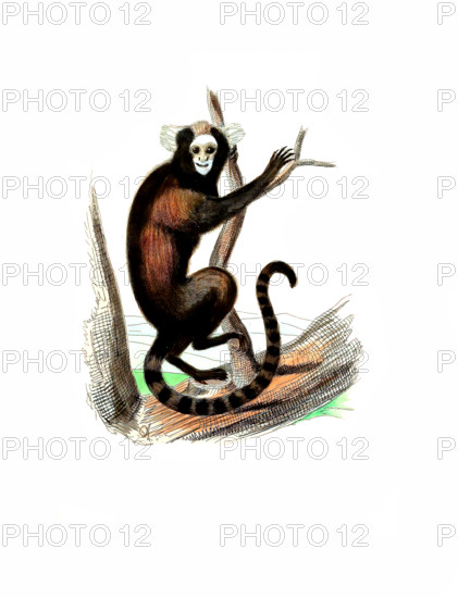 Yellow-eared marmoset