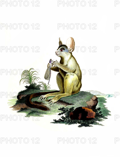 Senegal galago