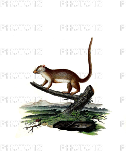Gray Mouse Lemur
