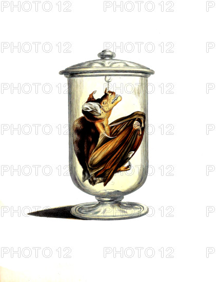 Vespertilio spectrum