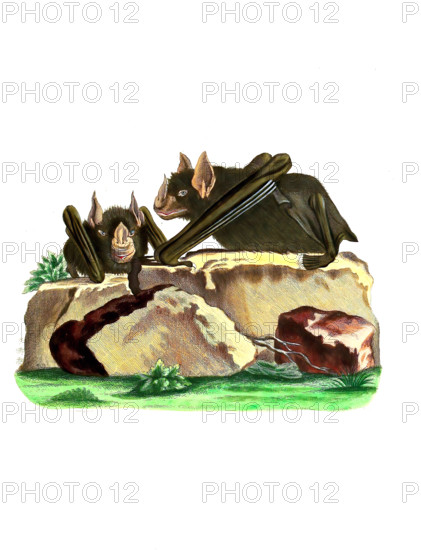 Vespertilio haftatus