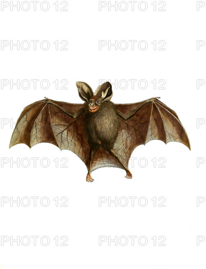 Malayan or Lesser False Vampire Bat