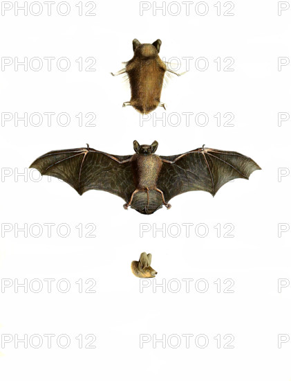 Common pipistrelle