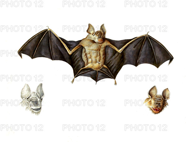 Schneider's leaf-nosed bat or Schneider's roundleaf bat