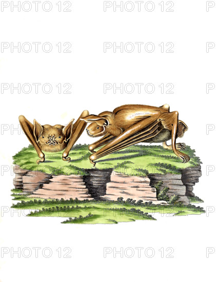 Vespertilio leporinus