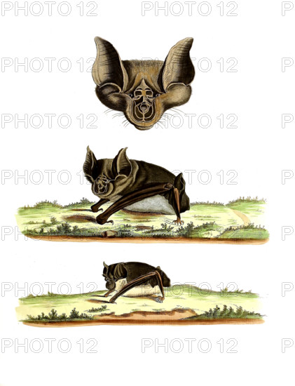 Vespertilio ferrum equinum