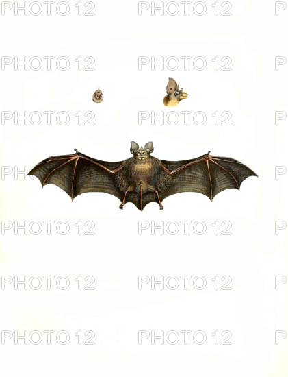 Rhinolophus clivosus