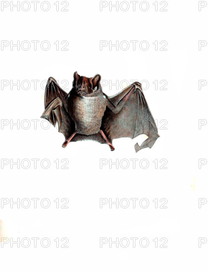 Common Vampire Bat
