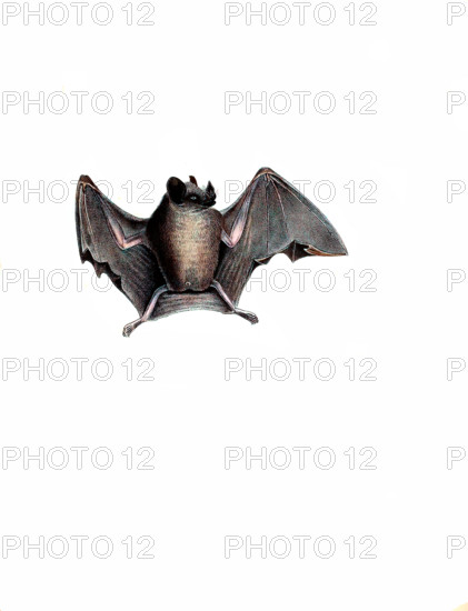 Phyllostoma microphyllum