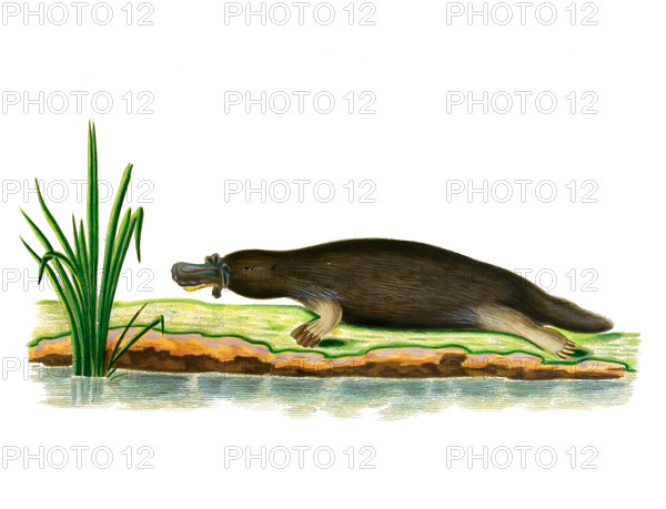 Platypus
