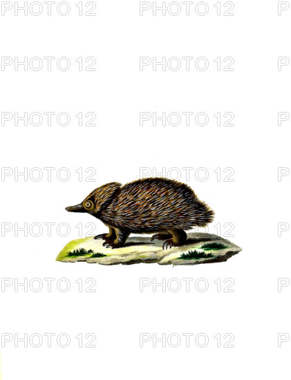 Short-beaked Echidna