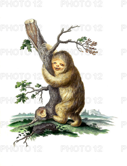 White-throated Sloth or Ai