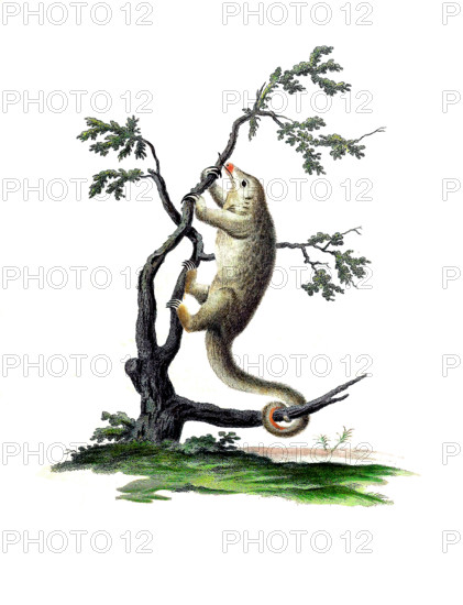 Common pygmy anteater