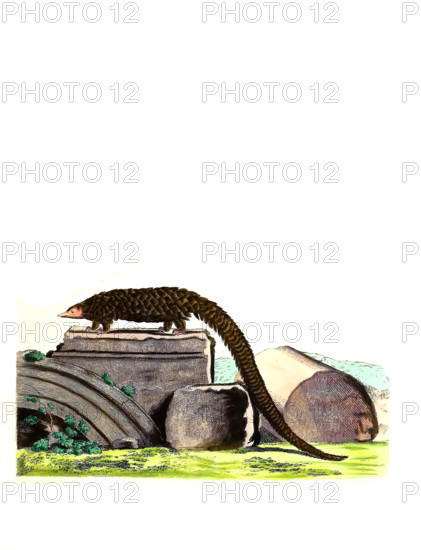 Long-tailed Pangolin