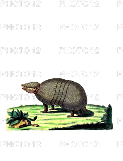 Northern Armadillo or Brazilian Three-banded Armadillo