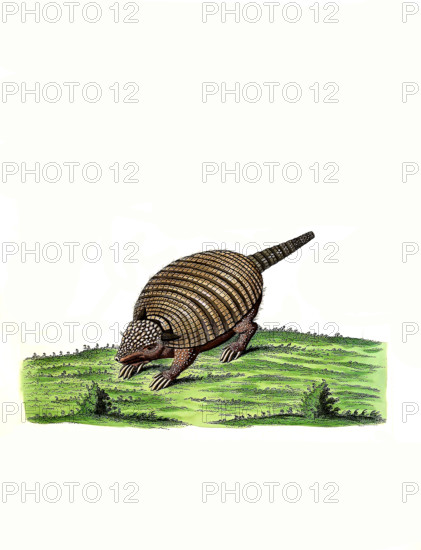 Long-nosed Armadillo