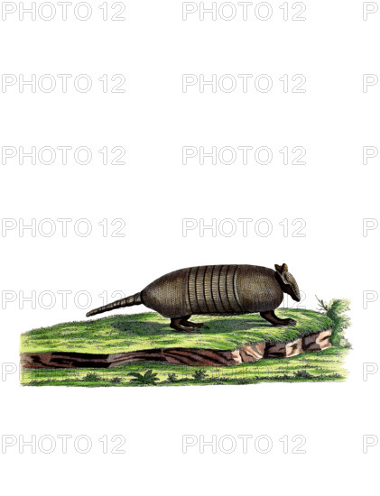 Seven-banded Armadillo or Northern Seven-banded Armadillo