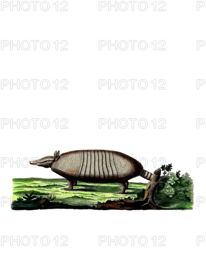 Large hairy armadillo