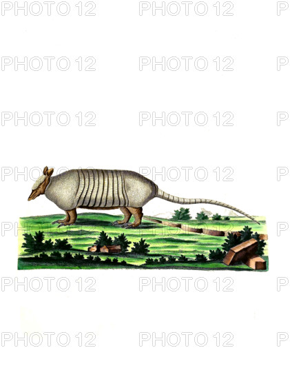 Nine-banded Armadillo