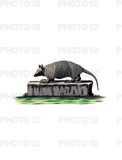 Southern naked-tailed armadillo