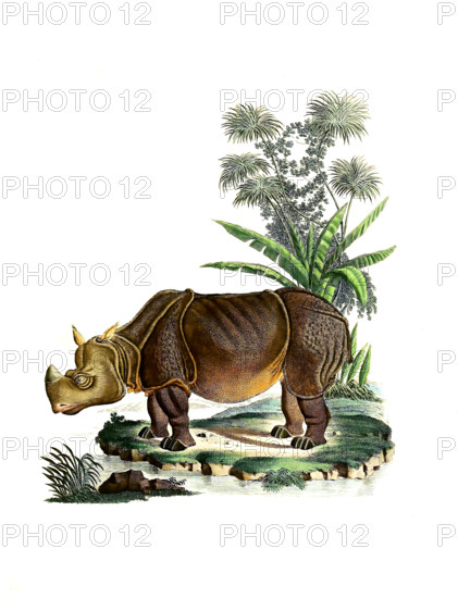 Rhinoceros