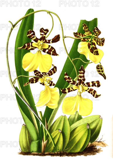 Oncidium barkerii