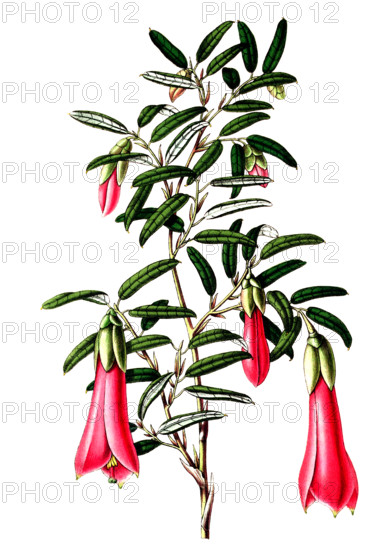 Philesia buxifolia