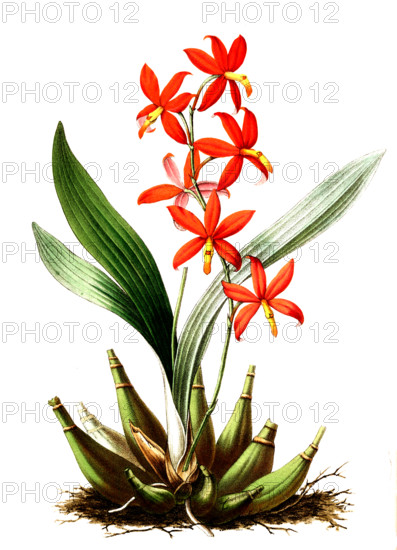 Epidendrum vitellinum