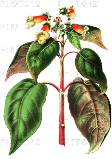 Sciadocalyx warszewiczii