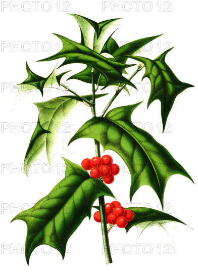 Chinese holly