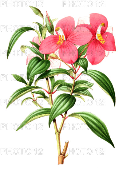 Monochoetum umbellatum