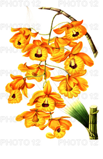 Dendrobium fimbriatum