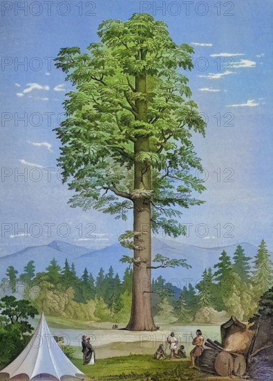 Wellingtonia gigantea