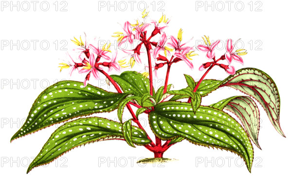 Sonerila margaritacea