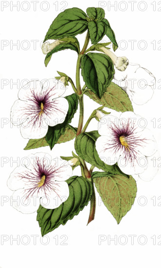 Achimenes Trevirania
