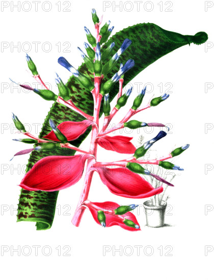 Billbergie marmorata