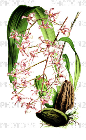 Oncidium incurvum