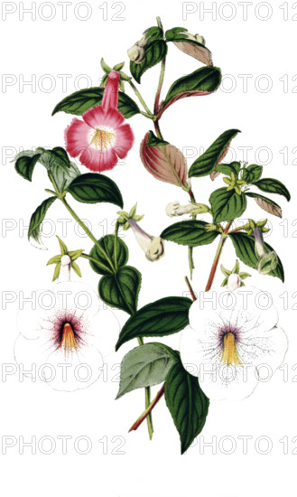Plant genus Schiefteller