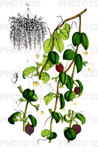 Codomamthe devosiana