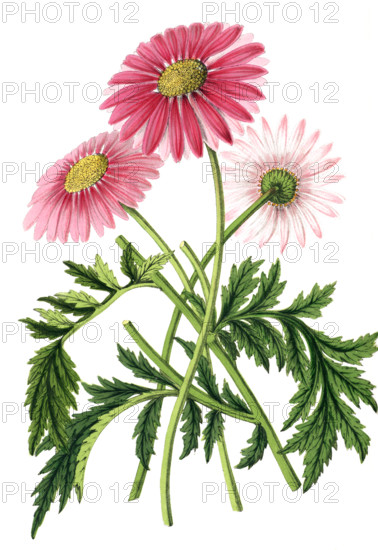 Pyrethrum delhayi