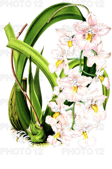 Odontoglossum citiosmum var rosellum