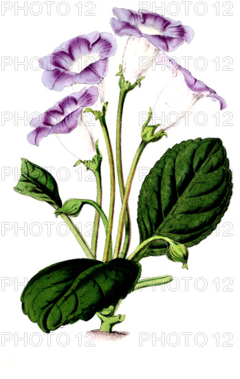 Gloxonia adamas oculata