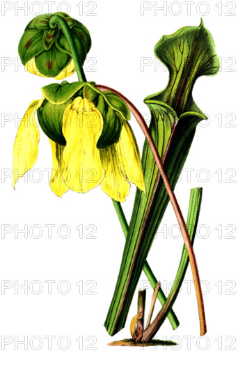 Sarracenia flava